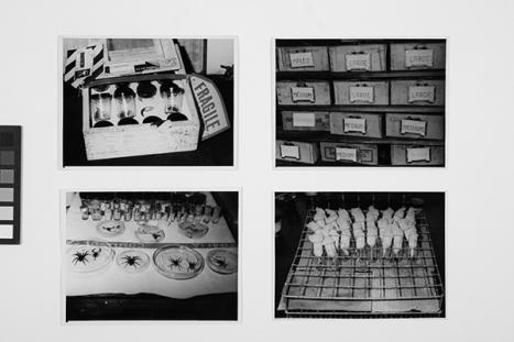 Commonwealth Serum Laboratories, Saul Wiener’s photographs of specimens used for research for the development of funnel-web and redback spider antivenoms , c. 1955; photographs; 9.4 × 12.3 cm. Saul Wiener Collection, Medical History Museum, MHM02013.83–86.