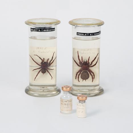Commonwealth Serum Laboratories, Funnel-web antivenom batches 01 and 02, c. 1980; antivenom, glass; 5.8 × 2.0 × 2.0 cm; 4.6 × 2.0 × 2.0 cm. AVRU Collection, University of Melbourne