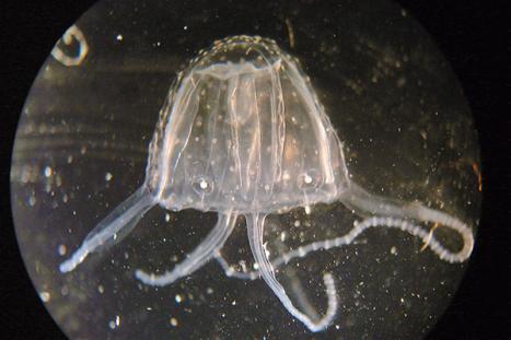Lisa-Ann Gershwin, The overall low-power (2.4X) microscopic appearance of a typical Carukia barnesi jellyfish shows the characteristic pyramidal-shaped medusa or bell (1.0 cm diameter at base); photographed using a Zeiss Optical System SV-11, Jena, Germany. 