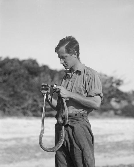 Photographer unknown, Donald Thomson milks venom from a taipan, Oxyuranus sp., Cape York Peninsula, Queensland , 1928; nitrate; 13.0×10.5 cm. Courtesy of the Thomson family and Museum Victoria, TPH5383
