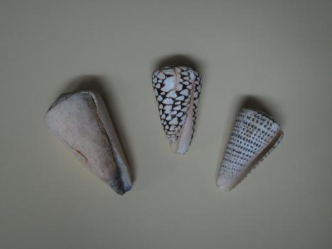 Cone shells collected by Saul Wiener, c. 1958; 6.5 x 12.0 x 8.0 cm; 6.0 x 9.5 x 6.0 cm; 5.0 x 9.0 x 5.5 cm. Saul Wiener Collection, Medical History Museum, MHM02013.80-82
