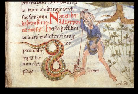 A man is bitten on the ankle by a large snake, Pharmacopeia, including Pseudo-Apuleius and Sextus Placitus, late twelfth century. British Library Harley Ms 5294 f. 42r 