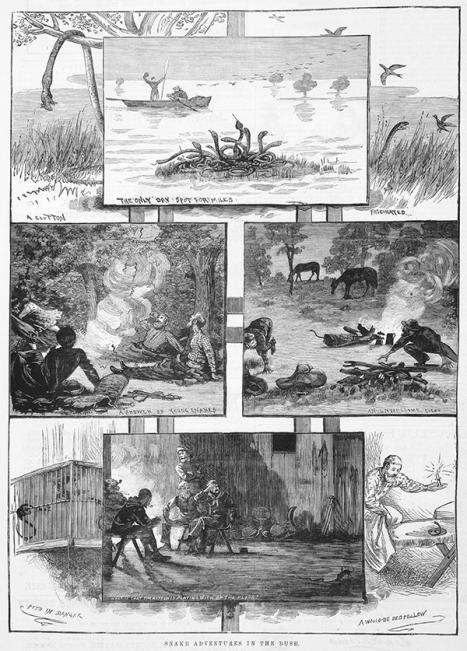 Snake adventures in the bush, The Illustrated Australian news, May 16, 1883, p.76;wood engraving;25.4 x 18.4 cm. State Library of Victoria IAN16/05/83/76 