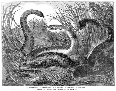 Samuel Calvert, A group of Australian snakes, The Illustrated Melbourne Post, 1868; engraving; 9.2 × 11.5 cm. State Library of Victoria, IMP22/05/68/65