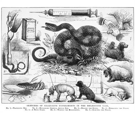 Sketches of snake-bite experiments in the Melbourne Gaol, The Australasian Sketcher, 17 February 1877;wood engraving; 41.0 × 30.5 cm. State Library of Victoria, A/S17/02/77/184