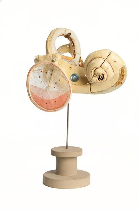 Maison Auzoux France Model of the inner ear showing tympanic membrane, semicircular canals, utricle & saccule 1889 papier-mâché, paint Harry Brookes Allen Museum of Anatomy and Pathology 516-500075 