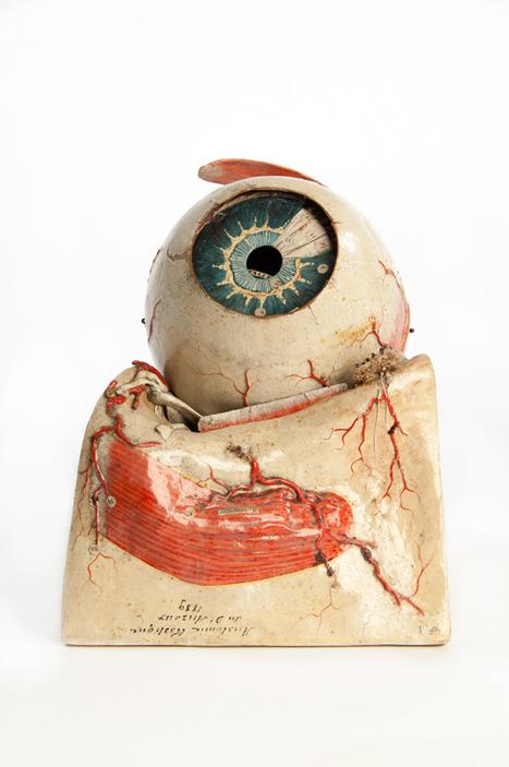 Maison Auzoux France Model of the eye with extra-occular muscles and frontal bone 1889 papier-mâché, paint Harry Brookes Allen Museum of Anatomy and Pathology 516-500066 
