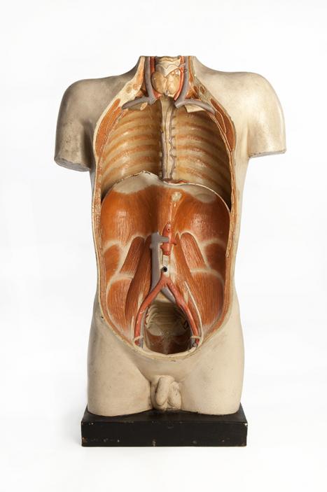 Franz Josef Steger Germany (1845–1938) Abdomen with retroperitoneal dissection c1900 gypsum, paint Harry Brookes Allen Museum of Anatomy and Pathology 516-500095 