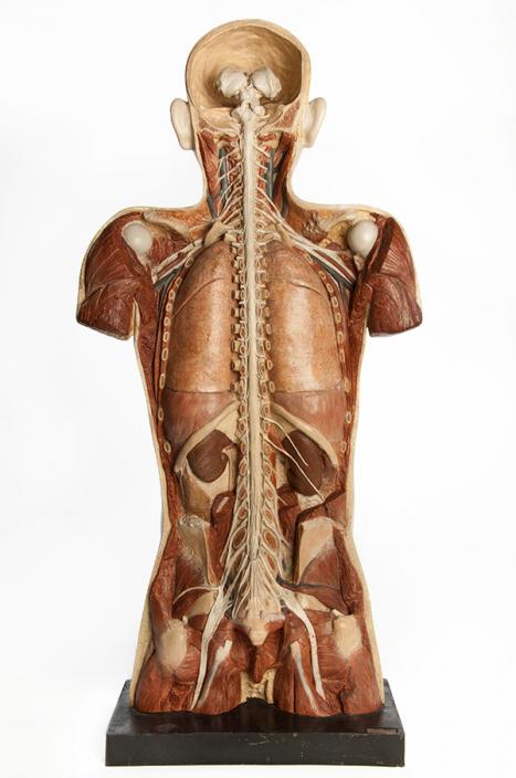  Franz Josef Steger Germany (1845–1938) Model of a male torso with the posterior surface dissected to reveal the spinal nerves and viscera c1900 gypsum, paint Harry Brookes Allen Museum of Anatomy and Pathology 516-500004 