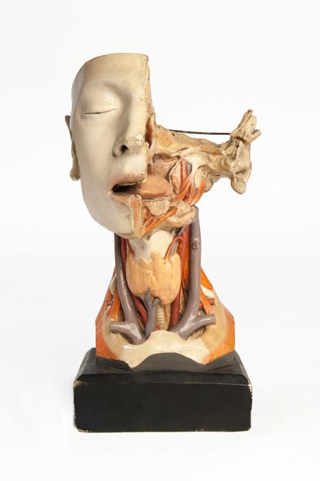 Franz Josef Steger Germany (1845–1938) Model of head and neck (dissected) to reveal the nasal concha, tongue, submandibular gland, thyroid gland, jugular vein and carotid artery c1900 gypsum, paint Harry Brookes Allen Museum of Anatomy and Pathology 